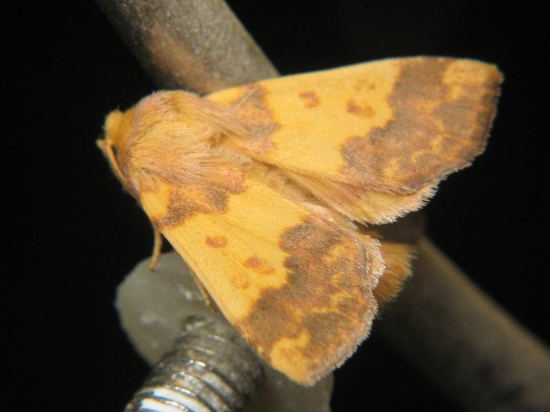 Xanthia aurago (Denis & Schiffermüller, 1775)